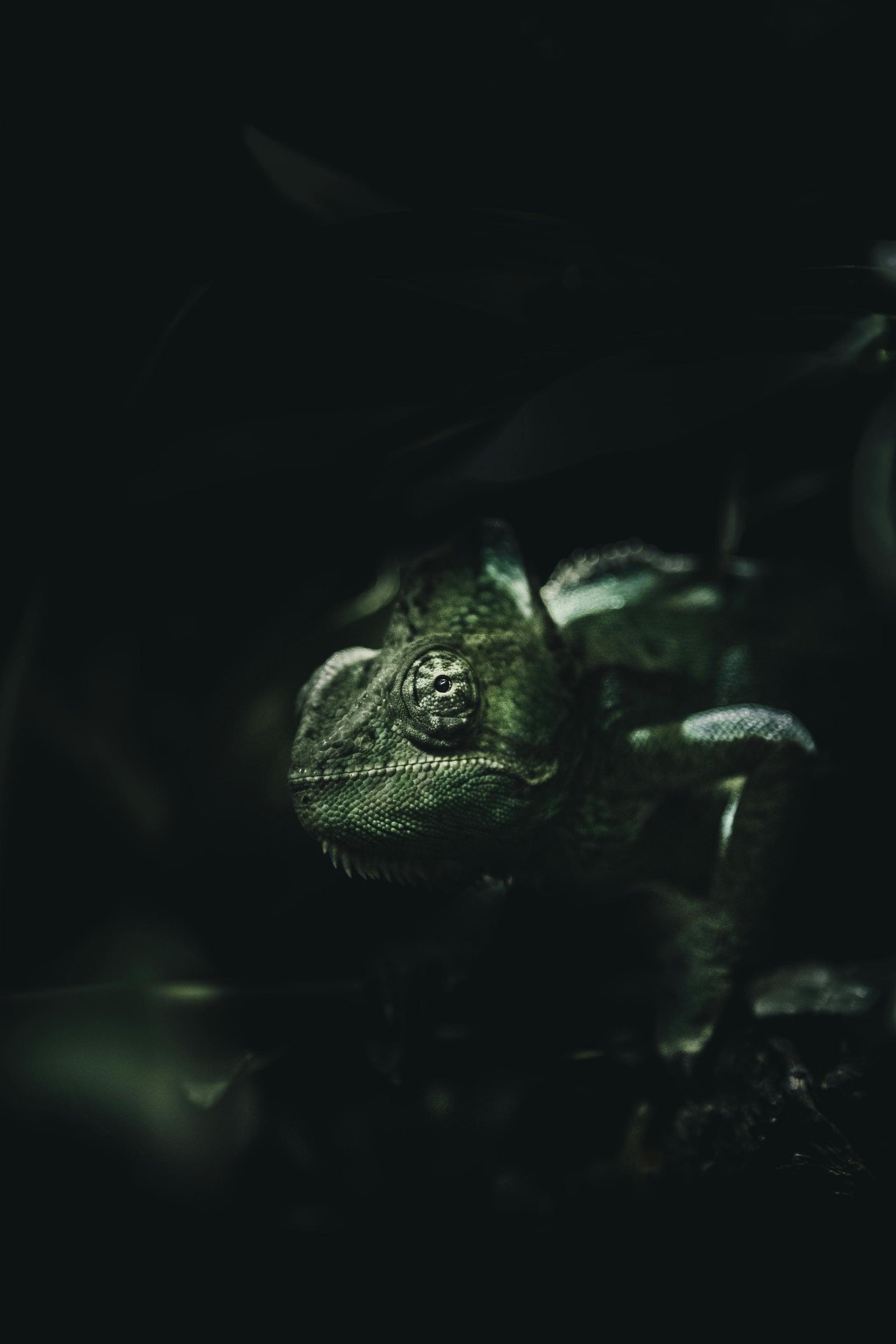 Chameleon texture