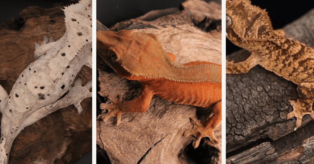 Dalmatian, phantom, and tiger