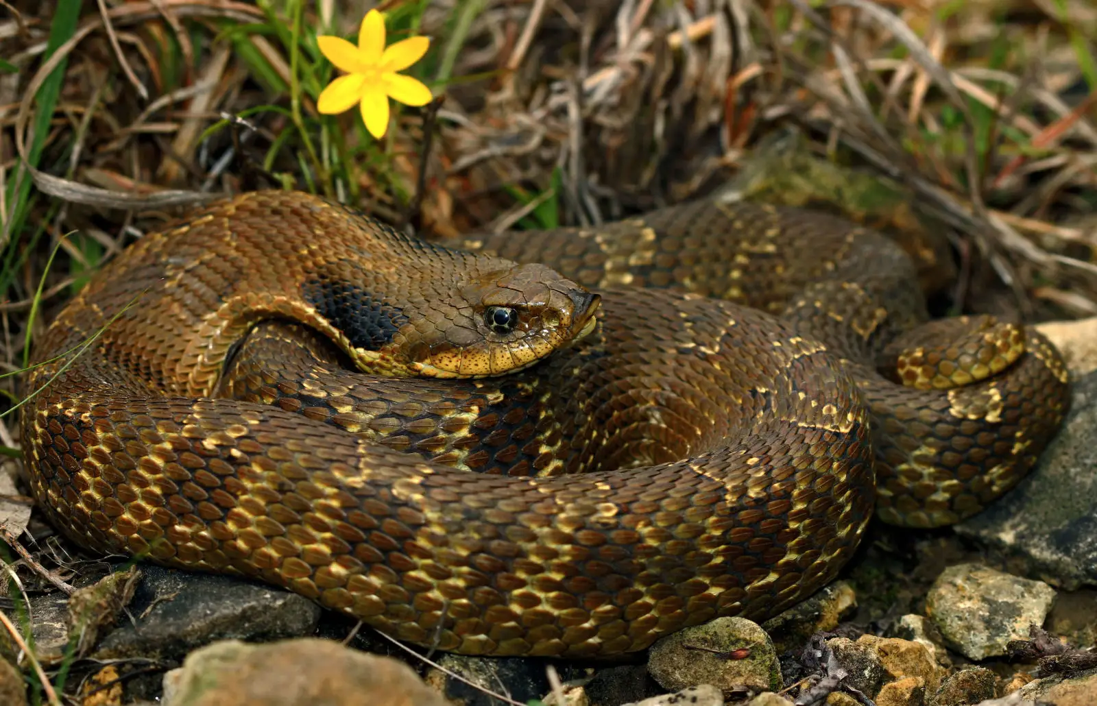 Hognose Snake