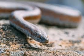 Rosy Boa