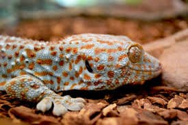 Tokay Gecko