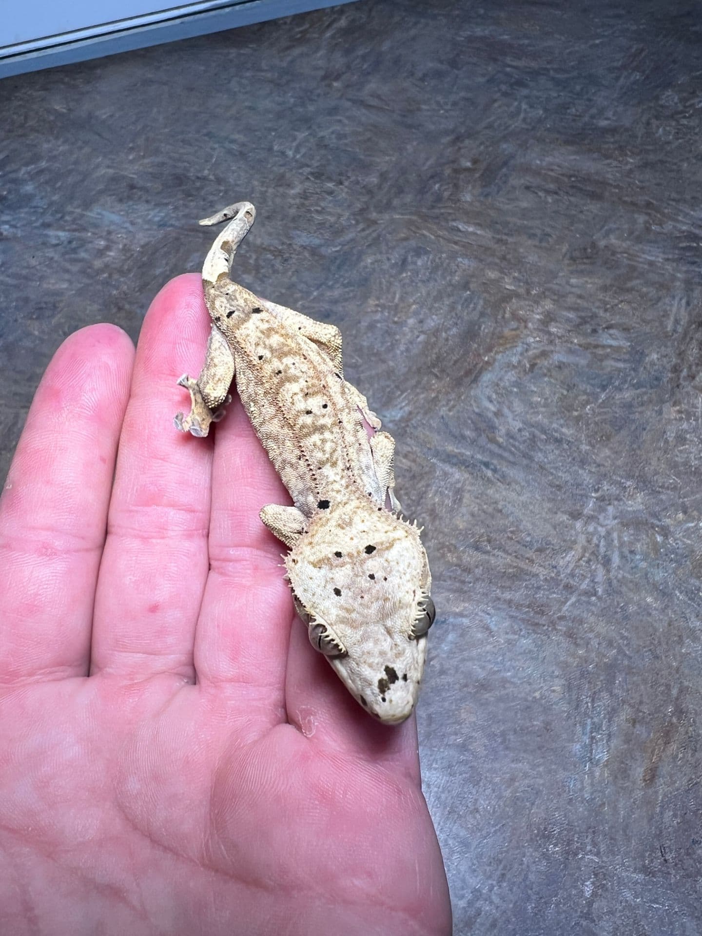 Veto