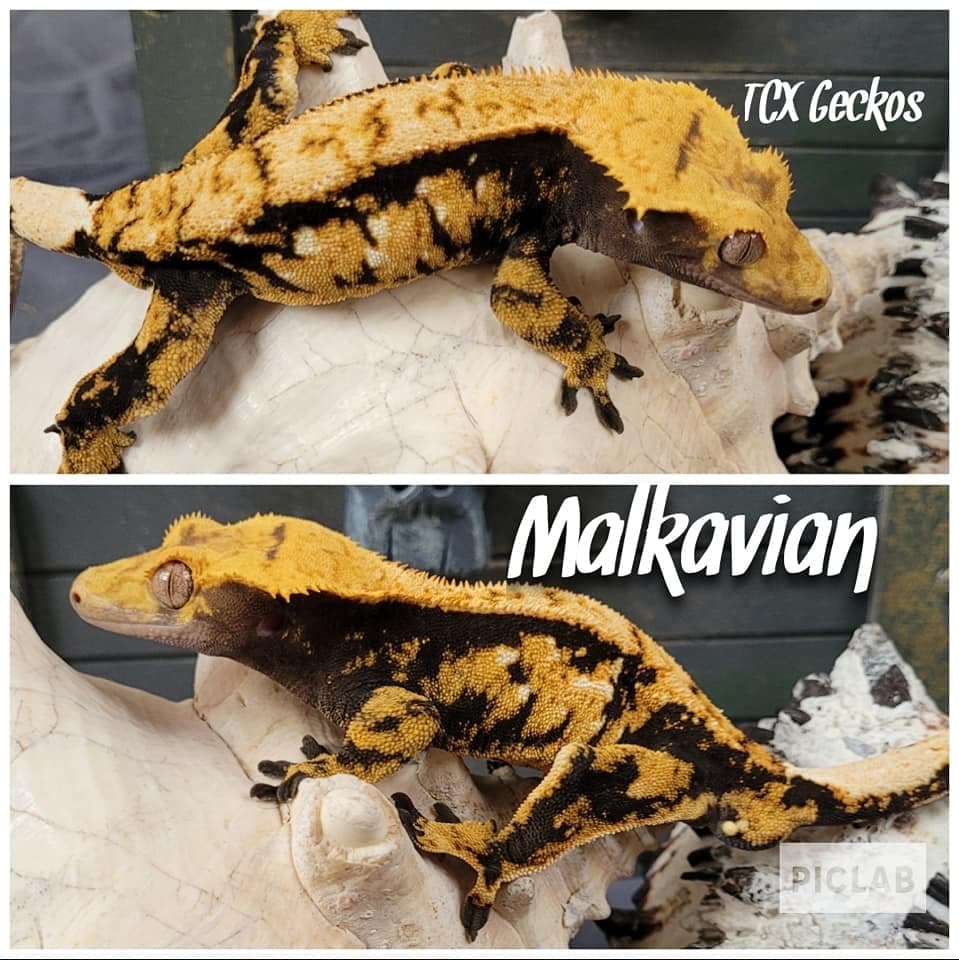Malkavian
