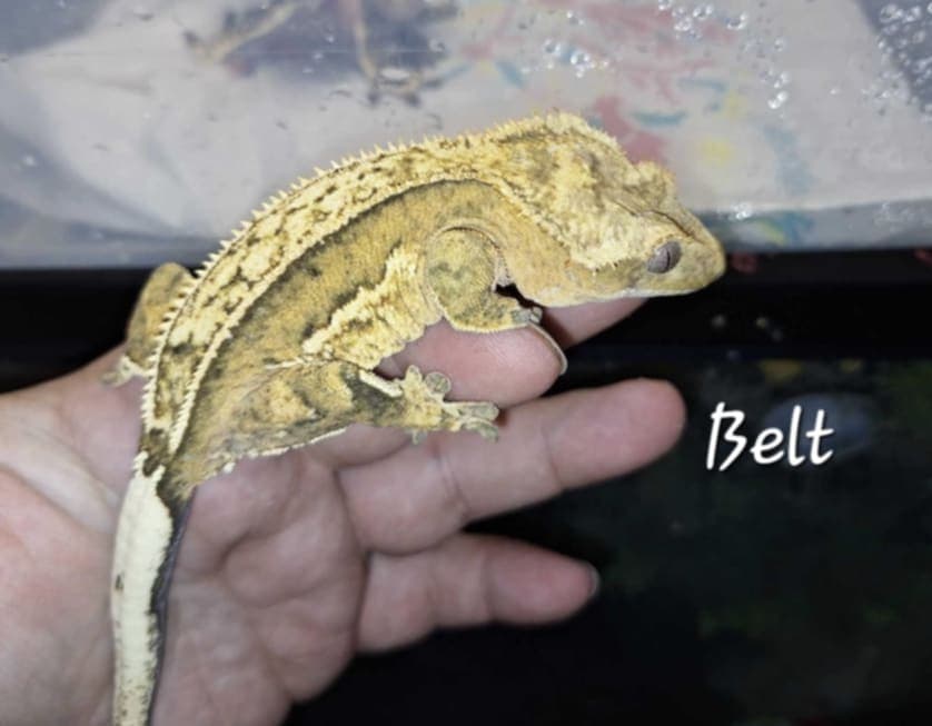Belt