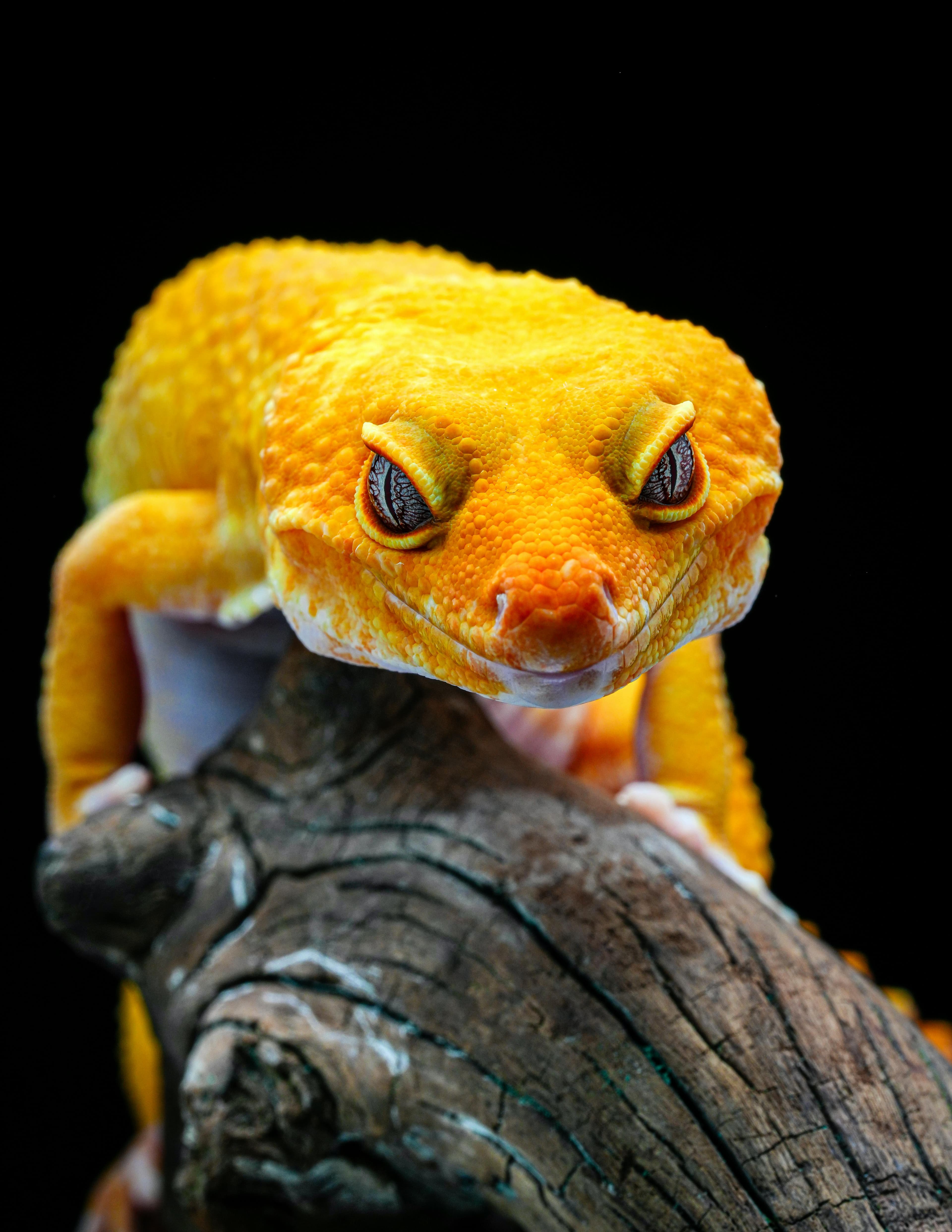 Leopard Gecko