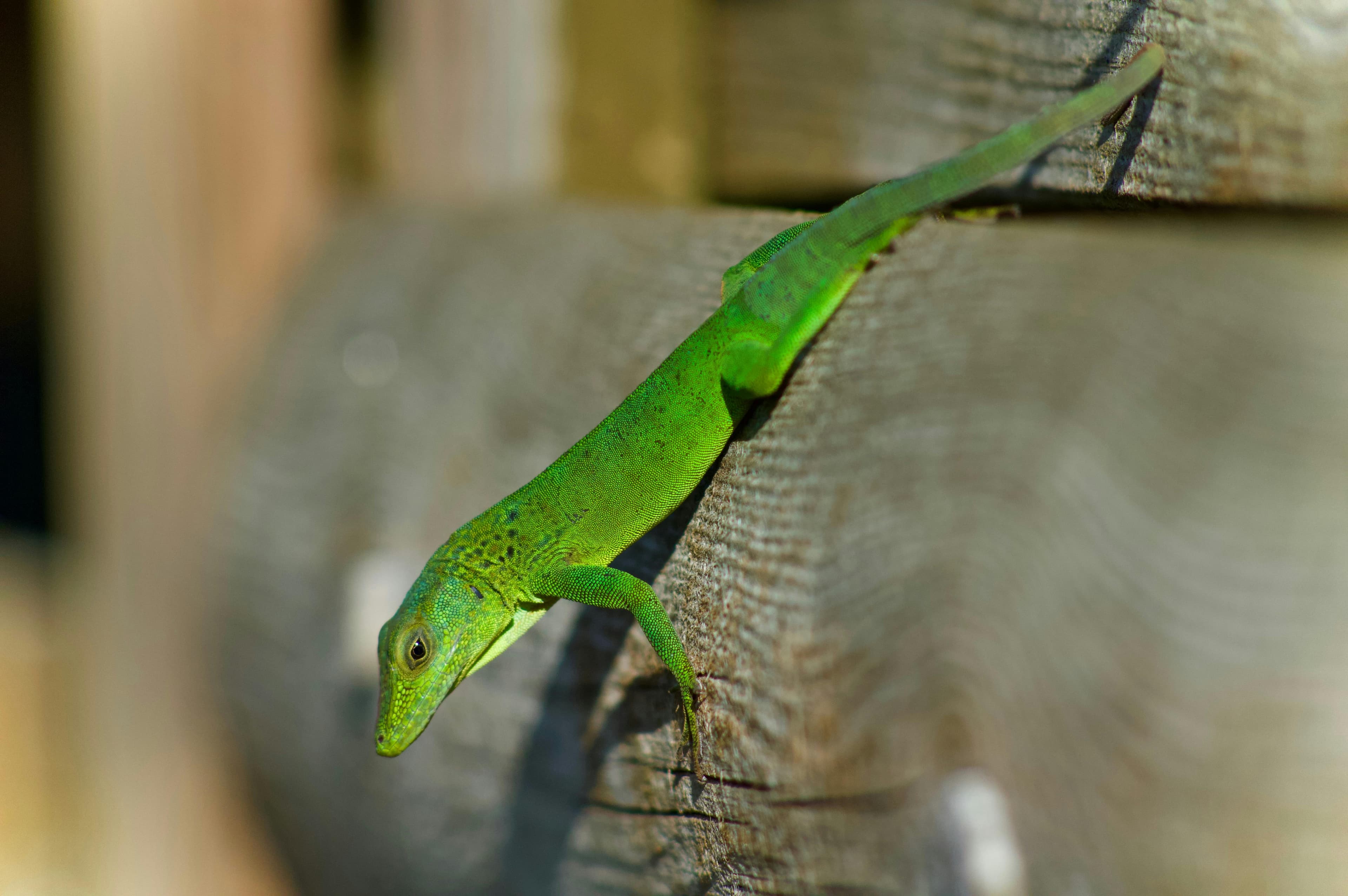 Green Anole