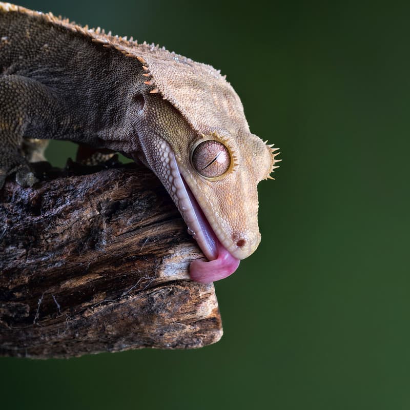 Relaxed gecko exploring naturally on a branch