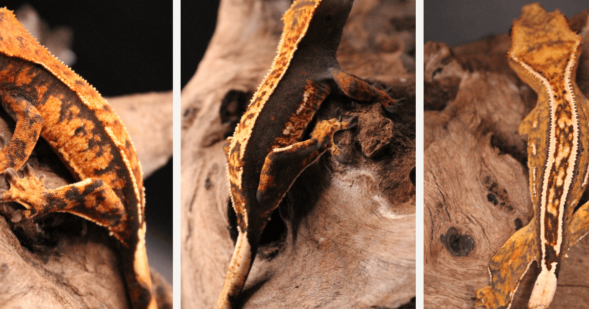 Harlequin, flame, and pinstripe