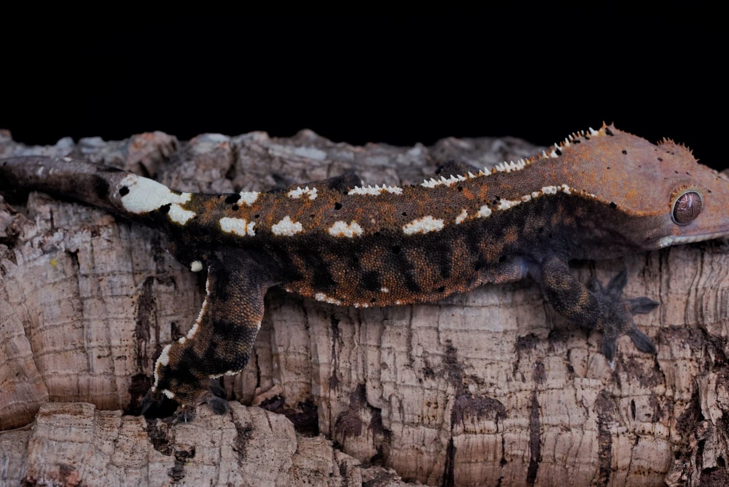 Cappuccino crested gecko