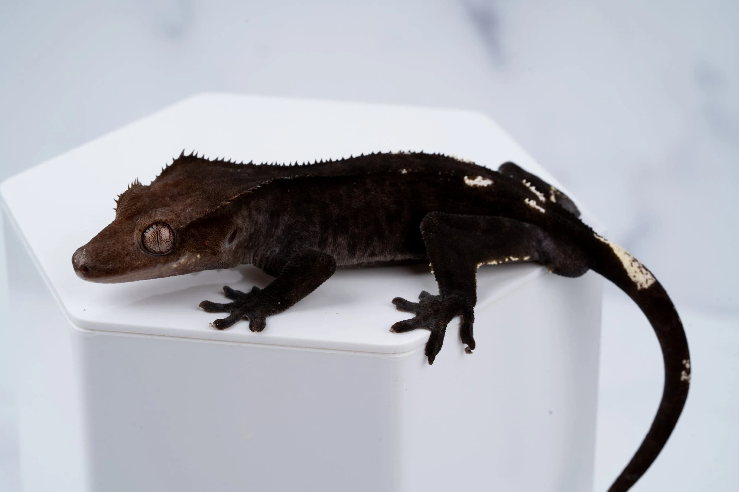 Axanthic crested gecko