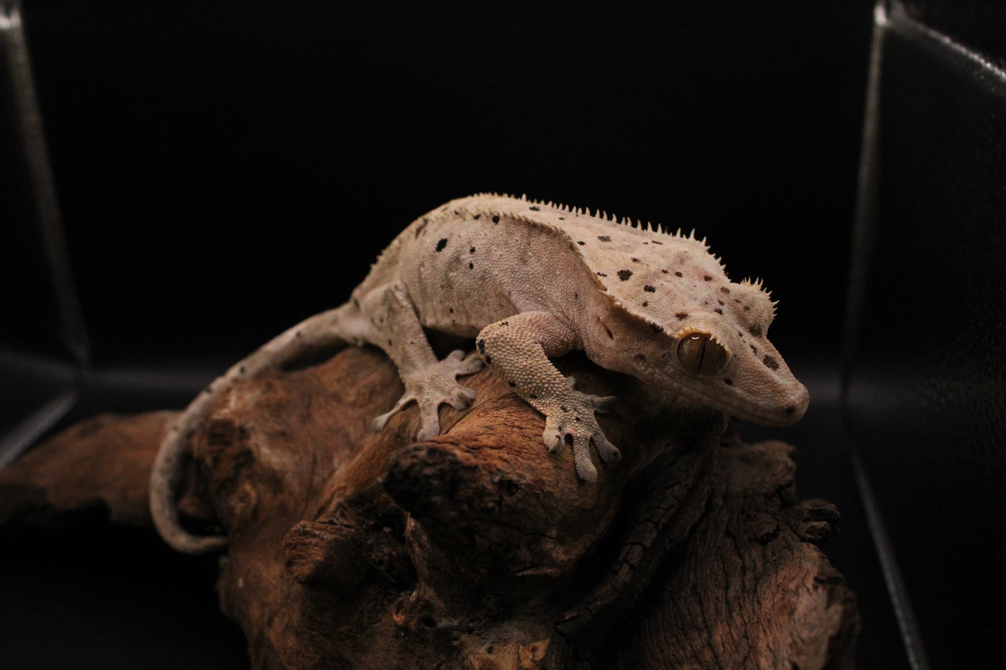 Beautiful crested gecko displaying natural behaviors in bioactive terrarium setup
