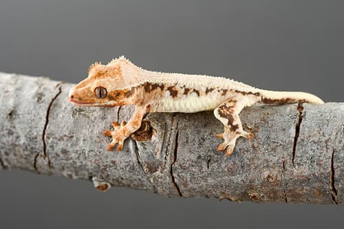 Lilly white crested gecko