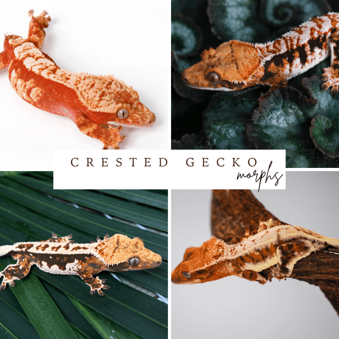 Crested Gecko Morph Varieties