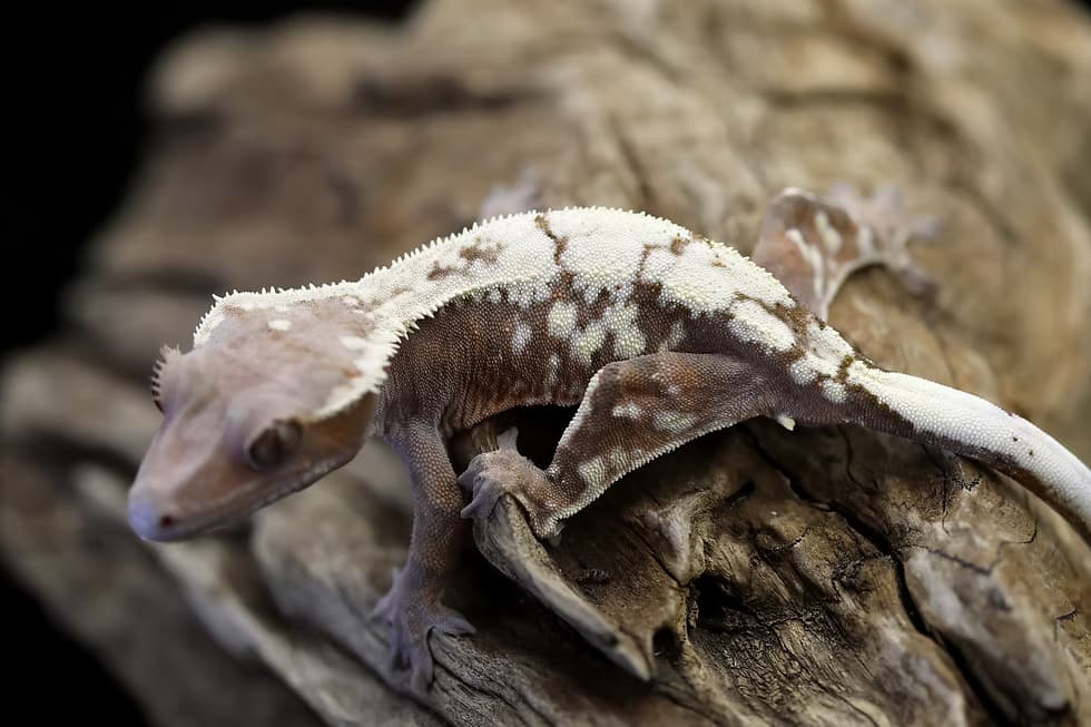 Sable crested gecko