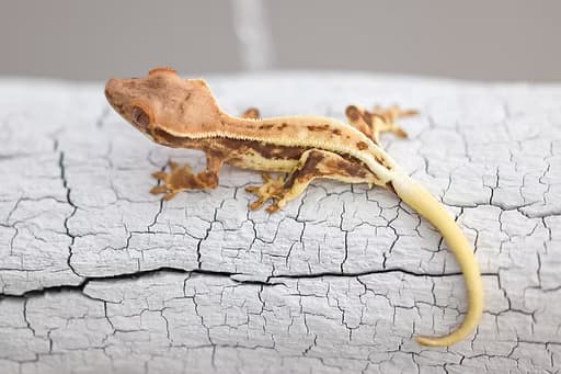 Crested Gecko