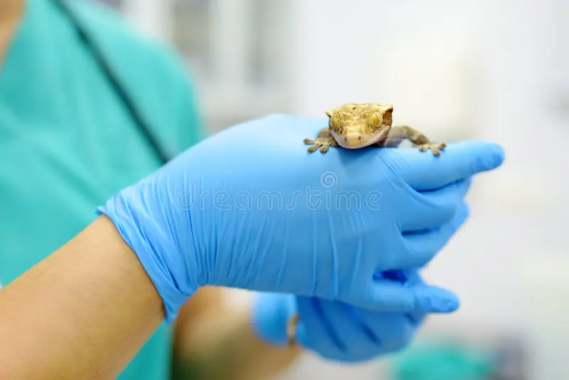Crested gecko vet care