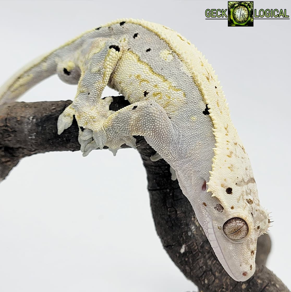 Cold fusion crested gecko