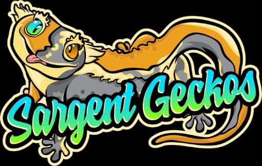 Sargent Geckos