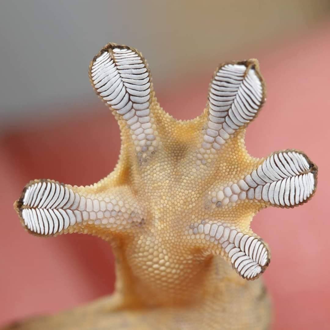 Gekkonidazed Geckos