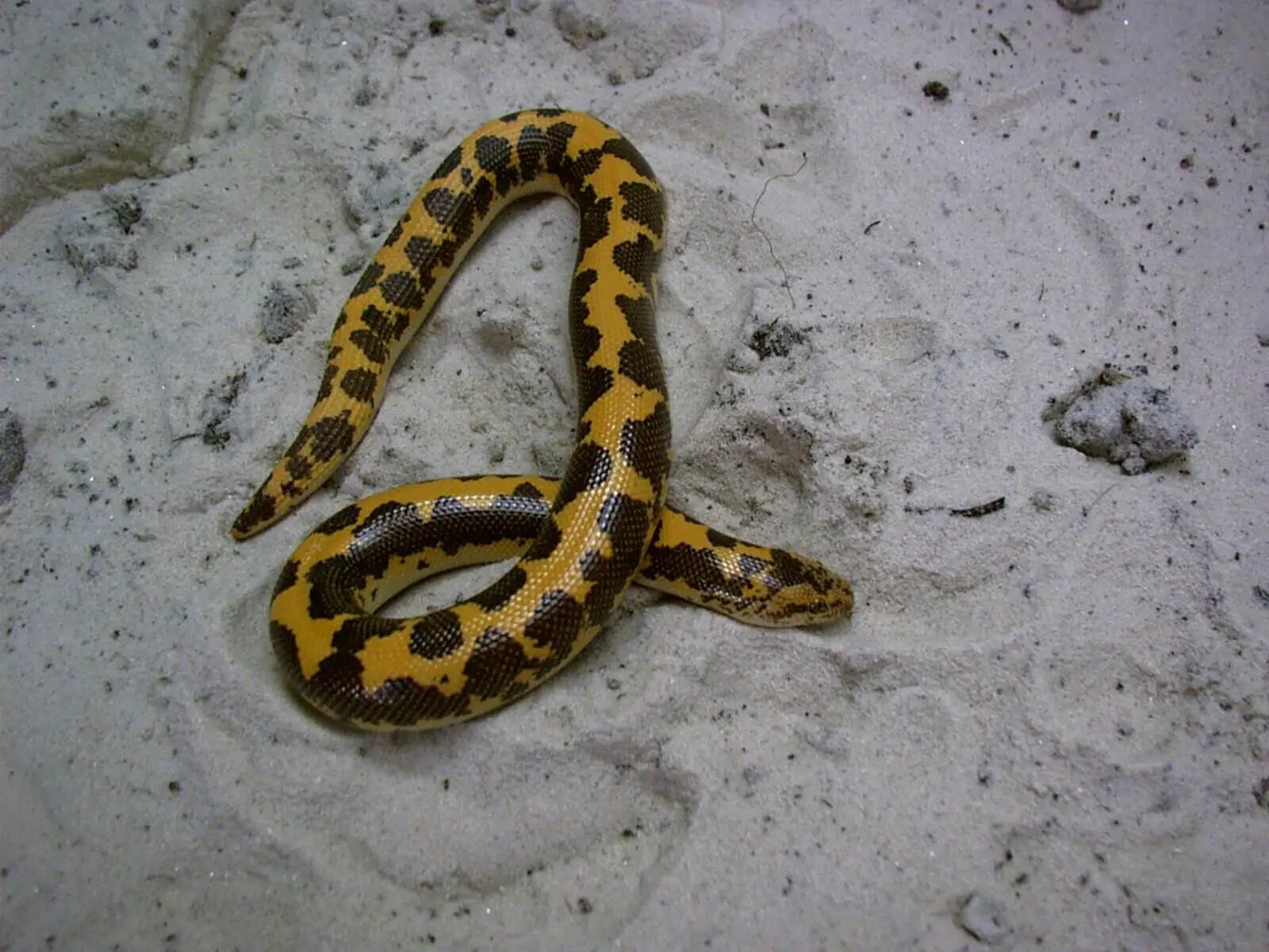 Kenyan Sand Boa