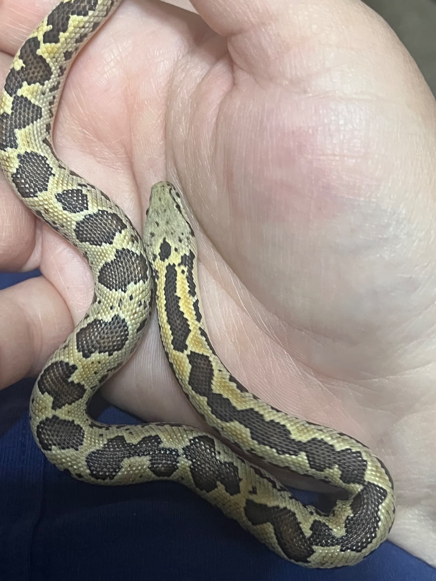 Rough-Scaled Sand Boa