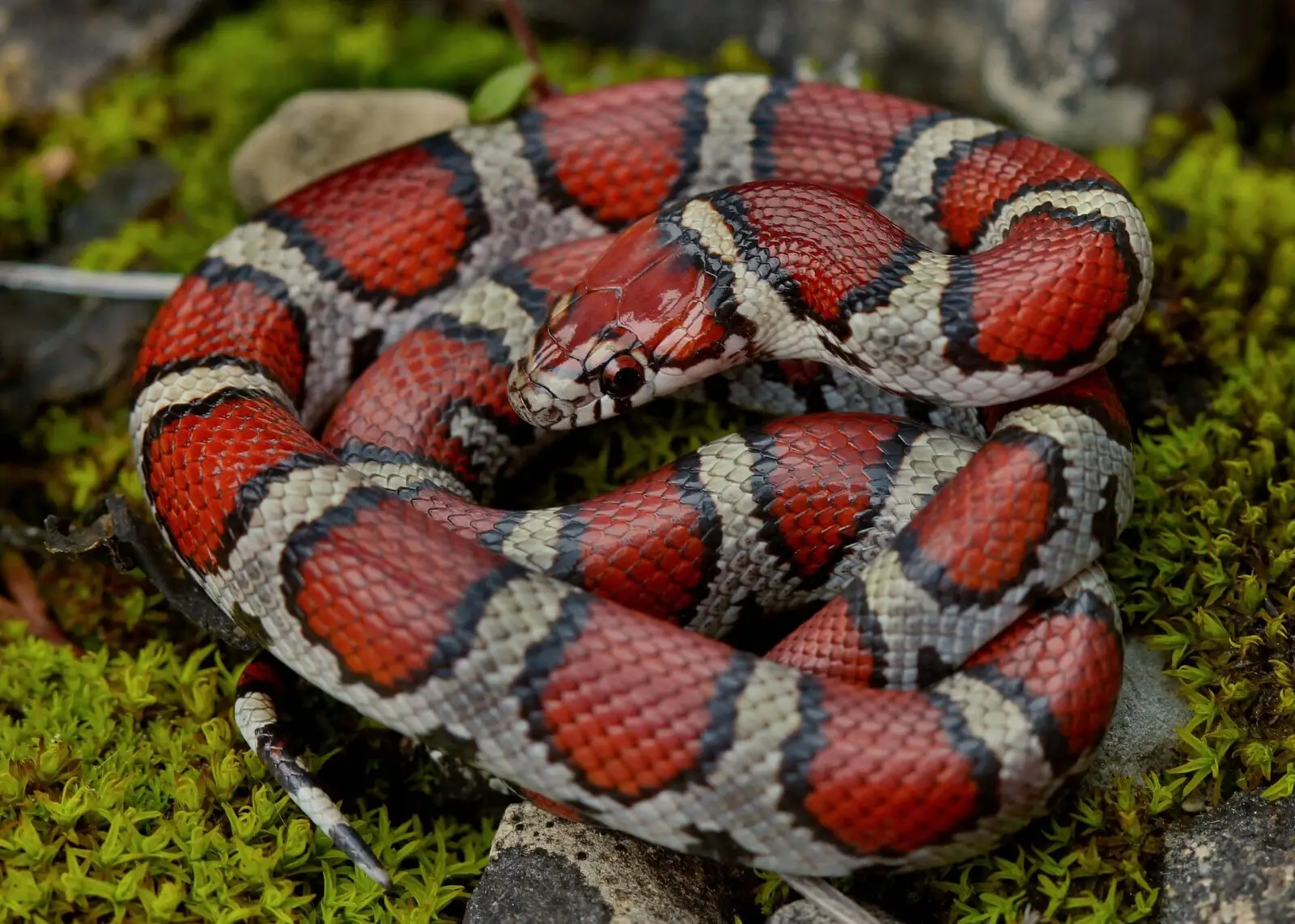 Milk Snake