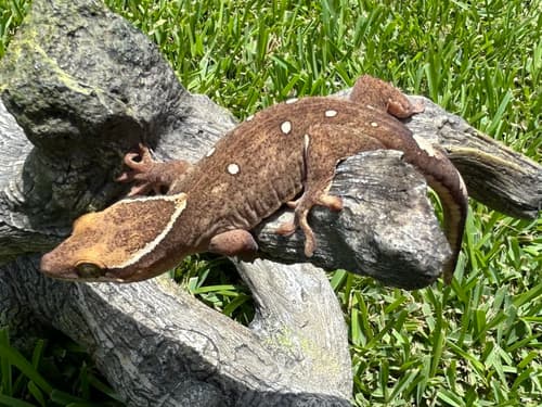 Sarasinorum Gecko
