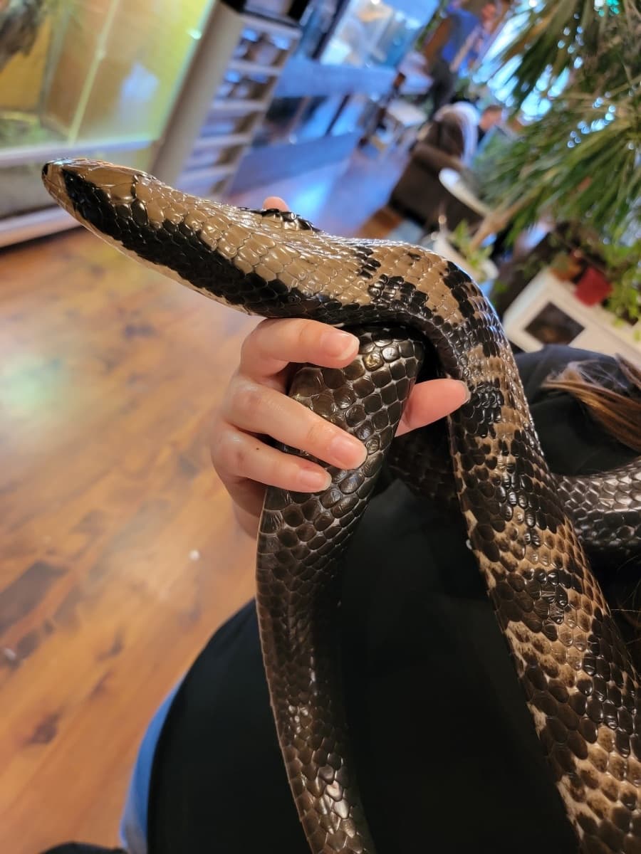 False Water Cobra