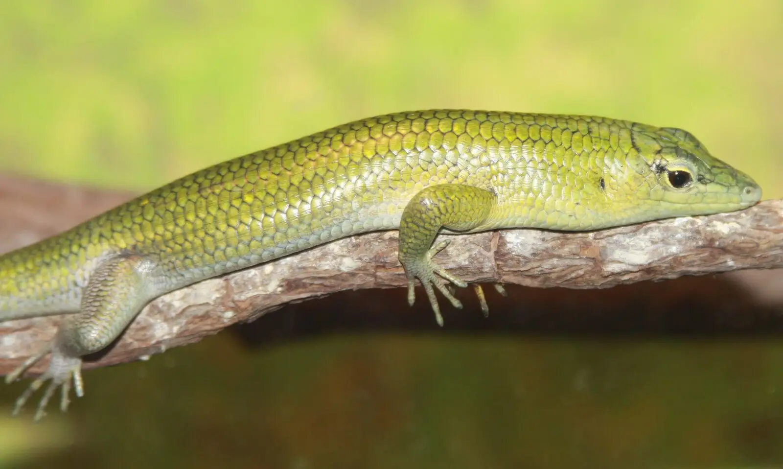Emerald Tree Skink