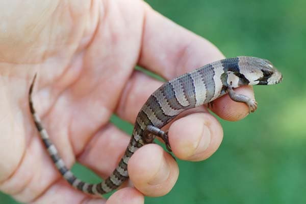Pink tongued skink