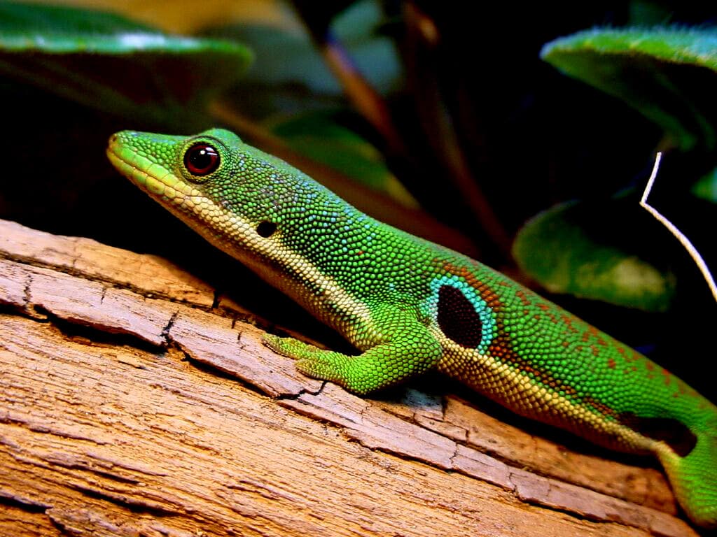 Peacock Day Gecko