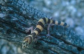 Western Banded Gecko